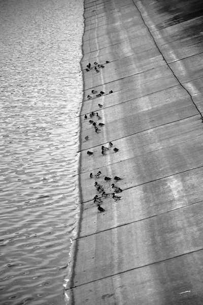 Viele Enten Auf Dem See — Stockfoto
