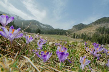 Dağlarda güzel çiçekler. Doğa geçmişi Dolina Chochoowska