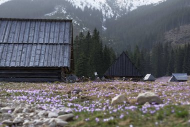 Karpatlar 'da bahar çiçekleri. Dolina Chochoowska