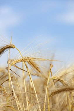 Yaz güneşi altında mavi gökyüzüne karşı olgun arpa kulakları. mısır gevreği yetiştirmek dışında. Yakın plan..