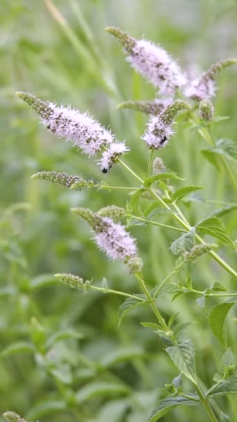Honey Bee Feeding Nectar Peppermint Flower Close Vertical Video — Stock Video