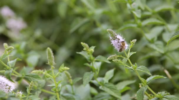 Honey Bee Feeding Nectar Peppermint Flower Close — Stock Video