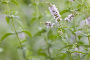 Nane şekeri bahçede yetişir. Nane şekerinin çiçek açtığı dönem. Yakın plan, kopyalama alanı.