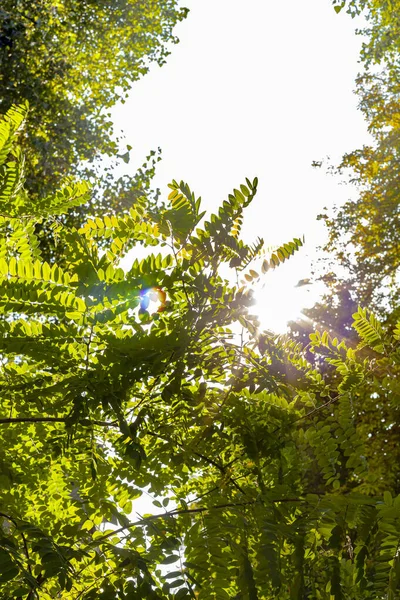 Тени Дерева Зеленые Листья Деревьев Фоне Неба Огни Солнца Летний — стоковое фото