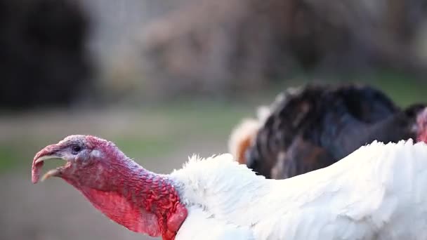 Agresywny Biały Indyk Zbliżenie Ptaki Farmie Wideo Dźwiękiem — Wideo stockowe