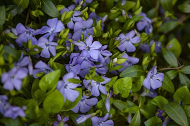 Bahar bahçesinde çarık çiçekleri açar. Bahar çiçeği arkaplanı. Seçici odak, boşluğu kopyala.