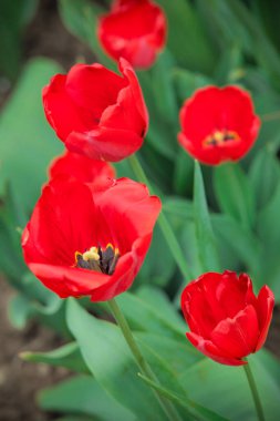 Bahar çiçekleriyle çiçeklenmiş. Kırmızı lalelerden oluşan açık tomurcuklar. Yukarıdan bak. Hobi ve bahçıvanlık.