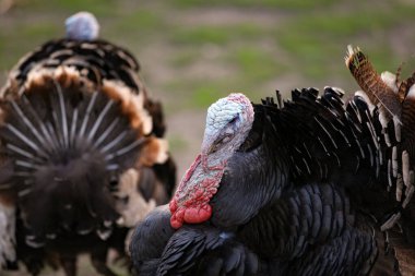 Eski soluk boyalı mavi beton yüzey. Eski çimento dokusu