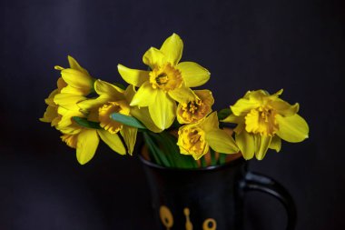 Siyah arka planda bir fincanda sarı nergis buketi. Yakın plan..