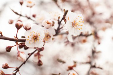 Kayısı ağacı çiçeği. Çiçeklenmenin başlangıcında tomurcuklar açıldı ve çiçekler belirdi. Fotokopi alanı olan güzel bir bahar arkaplanı. Yakın çekim, seçici odaklanma.