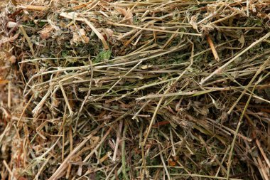 Hayvan yemi ya da saman için yonca samanı. Saman balyası depolama için hazır. Yakın plan..