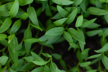 Genç bitkiler filizleniyor. Bir serada biber tohumları. Tarım işi, sebze yetiştirme. Makro, seçici odaklanma, üst görünüm.