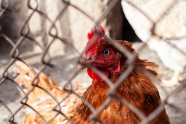 Çiftlikteki tavuk kümesinde tavuk. Kümes hayvanları ve tavuk yetiştiriciliği. Kameraya bak. Yakın plan. Seçici odaklanma. Boşluğu kopyala.