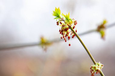 Acer negundo blooming. Flowers and young leaves on a young branch. Selective focus, copy space. clipart