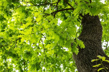 Oak. Tree crown in green foliage. Spring green background. Close-up, copy space.