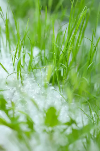 Poplar fluff covers the green grass. Close-up, selectiv focus, vertical.