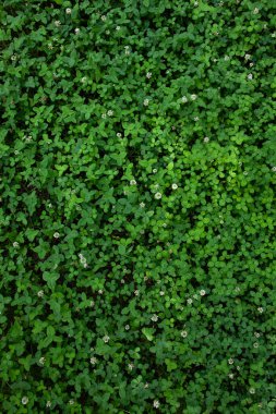 Discover the beauty of nature with this vibrant green clover image, perfect for backgrounds, textures, and design projects. Add a touch of freshness and natural charm to your visual creations clipart