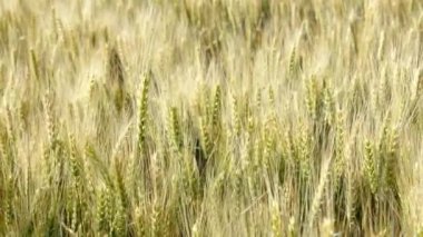 Green spikelets of wheat sway in the wind.