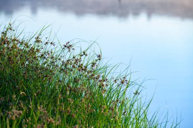 Arka planda sakin bir göl olan yeşil yabani otların yakın çekimi. Kopyalama alanı