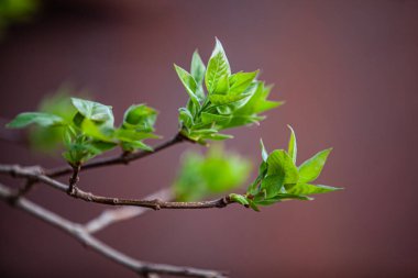Bulanık bir arka planda taze yeşil yapraklar. Yakın plan. Boşluğu kopyala.