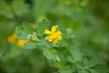 Daha büyük bir selandin çiçeğinin yakın çekimi. Yatay fotoğraf.