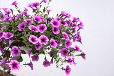 Bereketli pembe petunya çiçekleri, bahar ve yaz için ideal bahçecilik görselleri, temiz, minimalist arkaplan