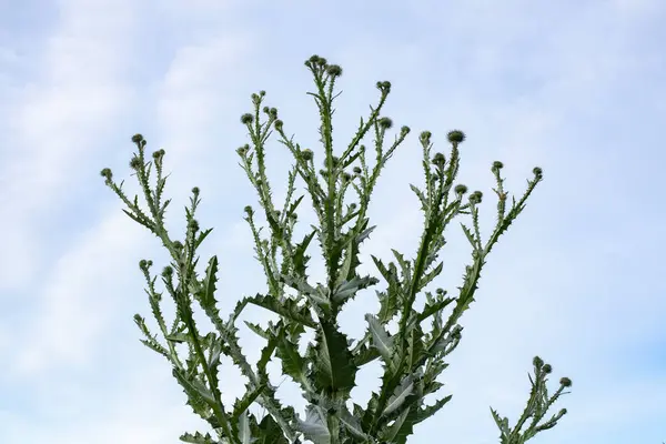 Thistle 'in dikenli yaprakları (Onopordum akanthium), açık bir gökyüzünün altında uzayan, ilaç faydalarıyla tanınan bir bitki..