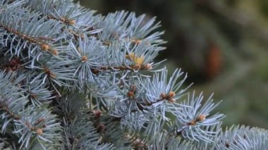 Mavi bir ladin dalı rüzgarda hafifçe sallanıyor. Yakın plan, kopyalama alanı.