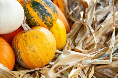 Sonbahar aylarında kabaklar ve mısır kabukları. Turuncudan şeritli balkabakları, kurumuş mısır yapraklarıyla çevrili, düşüşün özünü yakalıyor..