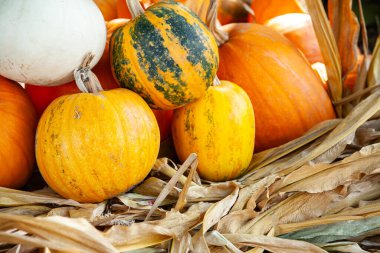 Çeşitli renk ve desenlerde balkabağı koleksiyonu zengin bir sonbahar hasadını temsil eder..