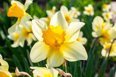 Parlak sarı nergis (Narcissus) kümesi tam çiçeklenme, sıcaklık ve pozitiflik saçıyor. Trompet şeklindeki merkezleri ve canlı yaprakları yemyeşil yapraklarla çok güzel tezat oluşturarak bu görüntüyü yayların mükemmel bir temsili haline getiriyor.