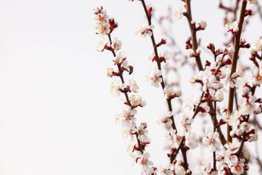 Parlak sarı nergis (Narcissus) kümesi tam çiçeklenme, sıcaklık ve pozitiflik saçıyor. Trompet şeklindeki merkezleri ve canlı yaprakları yemyeşil yapraklarla çok güzel tezat oluşturarak bu görüntüyü yayların mükemmel bir temsili haline getiriyor.