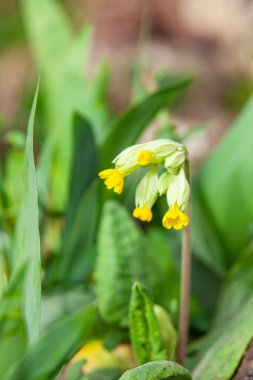 Parlak sarı nergis (Narcissus) kümesi tam çiçeklenme, sıcaklık ve pozitiflik saçıyor. Trompet şeklindeki merkezleri ve canlı yaprakları yemyeşil yapraklarla çok güzel tezat oluşturarak bu görüntüyü yayların mükemmel bir temsili haline getiriyor.