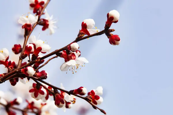 Parlak sarı nergis (Narcissus) kümesi tam çiçeklenme, sıcaklık ve pozitiflik saçıyor. Trompet şeklindeki merkezleri ve canlı yaprakları yemyeşil yapraklarla çok güzel tezat oluşturarak bu görüntüyü yayların mükemmel bir temsili haline getiriyor.