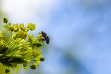 Çiçek açan bir akçaağaçtan polen toplayan bir bal arısı tozlaşmada çok önemli bir rol oynar. Boşluğu kopyala, seçici odak.