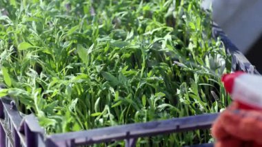 Nakilden önce domates fideleri sulanıyor. Plastik sandıktaki domates tohumları, bahçe eldivenlerinde elle buğulanıyor..