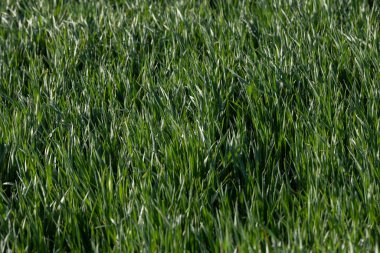 Büyüme mevsiminin başlangıcında yemyeşil buğday tarlası. Bereketli bir tarlada buğday yetiştirmenin ilk aşaması. Yakın plan..