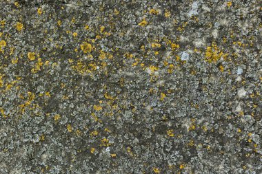 Yıpranmış beton yüzeyine yakın çekim, sarı ve gri zambaklar. Doğal doku arkaplanı.