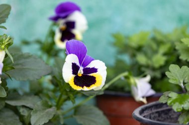 Balkonda plastik bir tencerede açan renkli hanım evlatları. Bahçe işleri, yumuşak arka planlı yakın plan..
