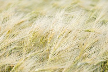 Olgunlaşmamış arpa tarlası rüzgarda sallanıyor. Yaz başında altın yeşili tahıl hasadı, henüz hasat için hazır değil. Yumuşak doğal ışık ve sığ alan derinliğiyle tarım sahnesi.