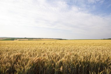 Mavi gökyüzünün altındaki altın buğday tarlasının geniş manzarası, hasat mevsimi manzarası