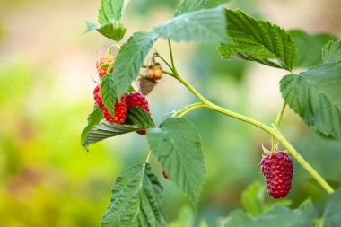 Bahçedeki dalda kırmızı ahududu, taze organik böğürtlen. Doğal ortamda yetişen sağlıklı böğürtlenler, yakın çekim.