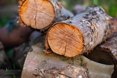 Kesik kütük yığını, ağaç halkalı kereste zemin. Tahta işçiliği, yakıt ya da doğal malzemeler. Kırsal alan teması, yakın plan.