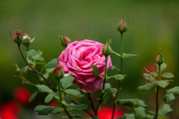 Kapalı tomurcukların arasında çiçek açmış güzel bir gül çiçeği. Doğal güzellik konsepti.