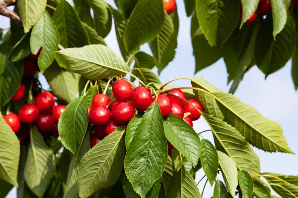 Ağaç dalında yeşil yapraklarla sallanan olgun kırmızı kirazlar. Yaz bahçesinde sulu kirazlar yetişiyor, canlı doğa yakın plan..
