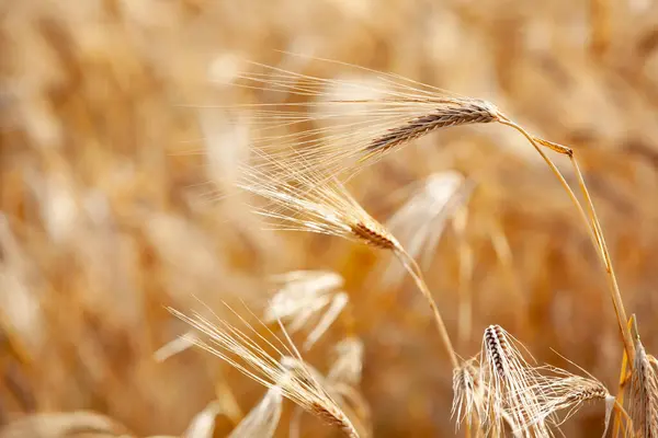 Arpa kulakları tarlada, altın dikenler hasat için hazır. Arkaplan ışığı ve altın desenli yaz tahıl mahsulü detayı.