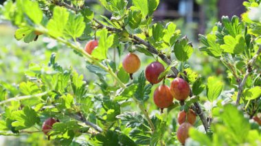 Bir dalın üzerinde olgun bektaşi üzümlerinin yakın planında, bir el doğal ortam sesine sahip olanı seçerken.