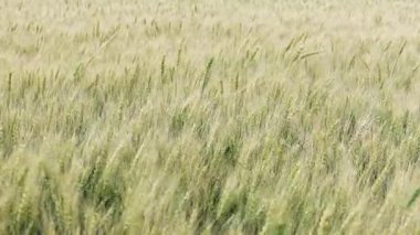 Erken dönem buğdayları rüzgârda sallanıyor. Geniş açı olgunlaşmamış yeşil saplar ve hareketli genç kulaklar gösteriyor..