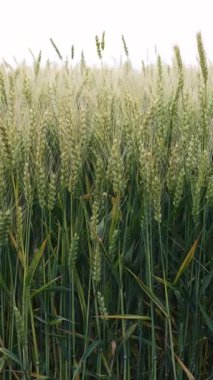 Genç yeşil buğdayın yakın çekimi rüzgarda hafifçe sallanıyor, yapraklara ve olgunlaşmamış kulaklara odaklanıyor. Tarım mahsulü. Dikey video.