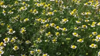 Beyaz papatya çiçeklerinin sabit açılı görüntüsü rüzgarda sallanıyor, kırsal alanda gerçek zamanlı çekiliyor..